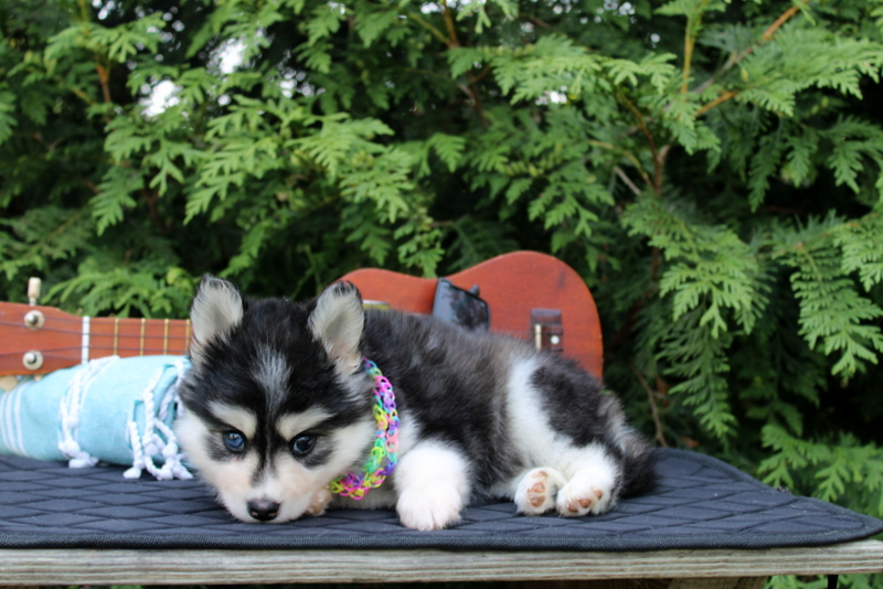 puppy, for, sale, Pomsky, Matthew B. Stoltzfus, dog, breeder, Gap, PA, dog-breeder, puppy-for-sale, forsale, nearby, find, puppyfind, locator, puppylocator, aca